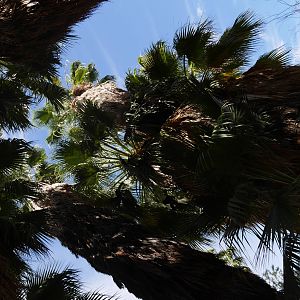 California Fan Palms - My First US Zoo Trip