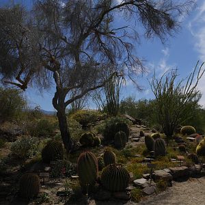 Barrel Cactus Garden - My First US Zoo Trip