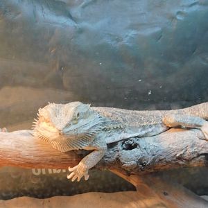 Bearded Dragon