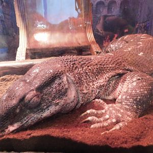 Black Throat Monitor