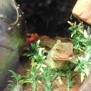 Chinese Water Dragon