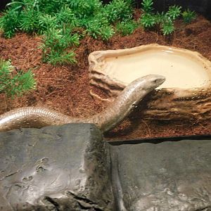 European Legless Lizard
