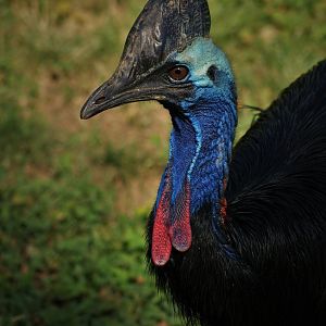 Southern cassowary