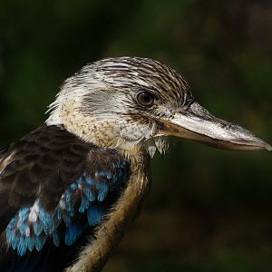Blue-winged Kookaburra