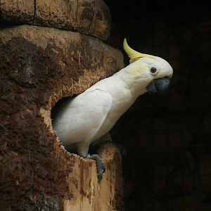 Sulphur-crested Cockatoo