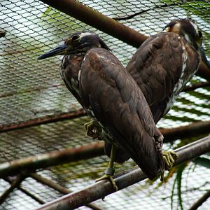 White-eared night heron
