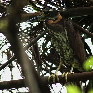White-eared night heron