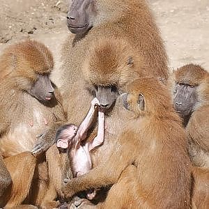 Paul & Lynsey's Zoo Tour #72 Refuge de l'Arche - YouTube