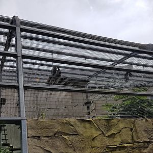 Gorilla - Roloway monkey outdoor enclosure