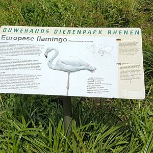 Sign Greater flamingo