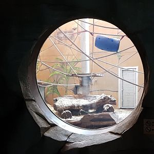Viewing-window Gorilla and Meerkat indoor enclosure