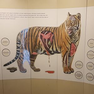 Sign ( mis ) used tiger-parts