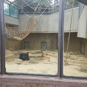 Another orangutan-indoor enclosure