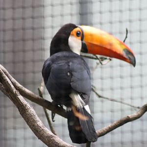 Toco toucan