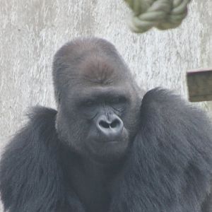 Western lowland gorilla