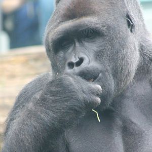 Western lowland gorilla