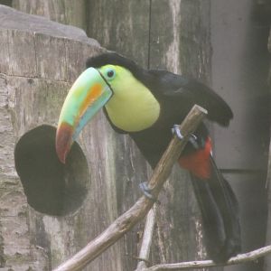 Sulpher-breasted toucan