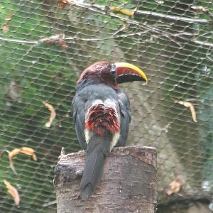 Green aracari
