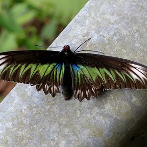 Birdwing Butterfly