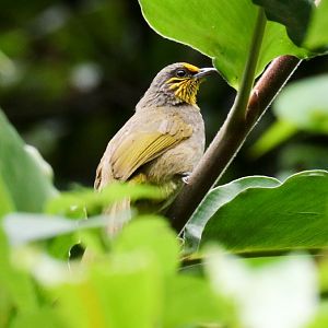 Stripe-throated Bulbul