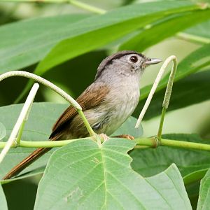 Mountain Fulvetta