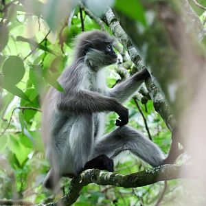 White-thighed Langur