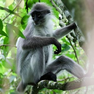 White-thighed Langur