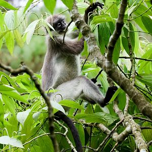White-thighed Langur