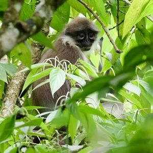 White-thighed Langur