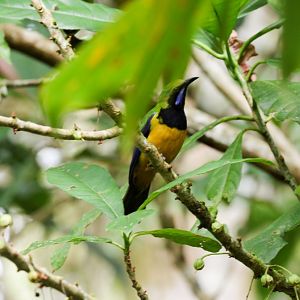 Orange-fronted Leafbird