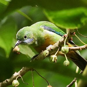 Orange-fronted Leafbird female