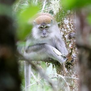 Long-tailed Macaque