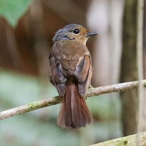 Large Niltava female
