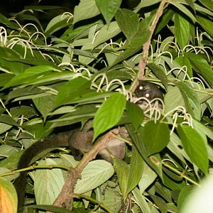 Smalltooth Palm Civet