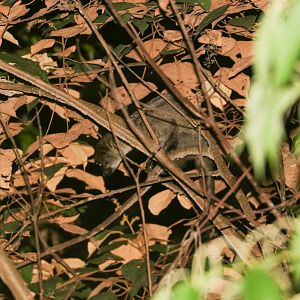 Smalltooth Palm Civet