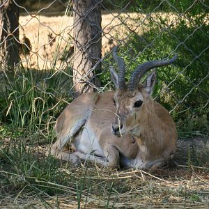 Przewalski's Gazelle