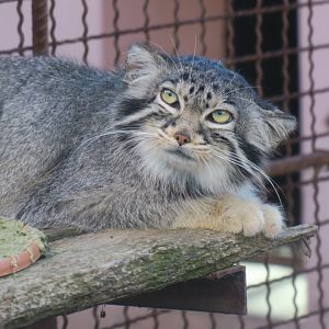Pallas's cat