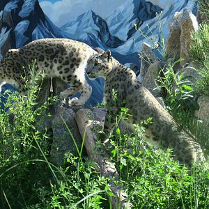 snow leopards