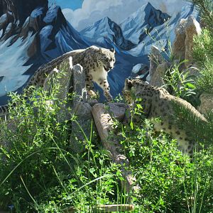 snow leopards