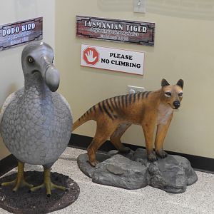 Dodo (Raphus cucullatus) and Thylacine (Thylacinus cynocephalus)
