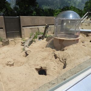 American Badger exhibit (New in 2017) - North American Plains - NEW Zoo
