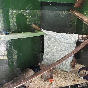 Domestic Rat exhibit (New in 2018) - Riley Building - NEW Zoo