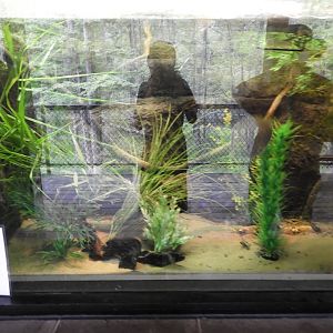 Spiny Softshell Turtle exhibit (New in 2018) - Riley Building - NEW Zoo