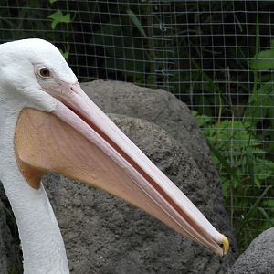 American White Pelican (Pelecanus erythrorhynchos)