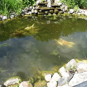 Koi/Common Carp/Largemouth Bass pond - Children's Zoo - NEW Zoo