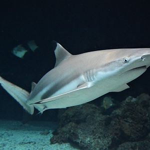 Blacktip reef shark (Carcharhinus melanopterus)