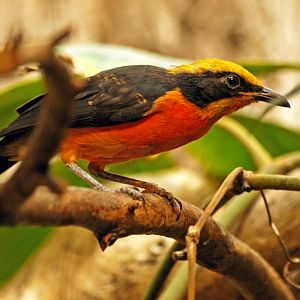 Yellow-crowned gonolek