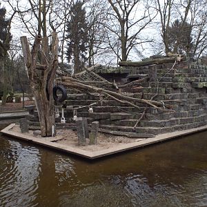 Exhibit for Hamadryas Baboon
