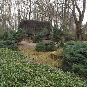Exhibit for Mountain Anoa