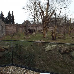 Exhibit for Western Lowland Gorilla